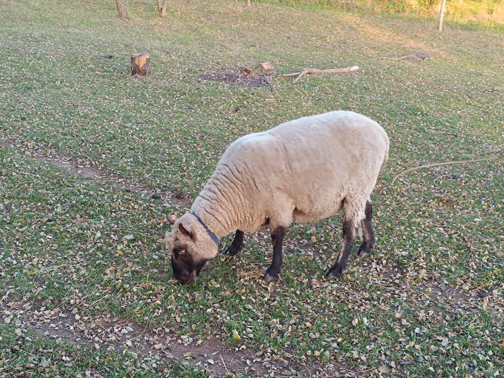 Beran Clun Forest - 2