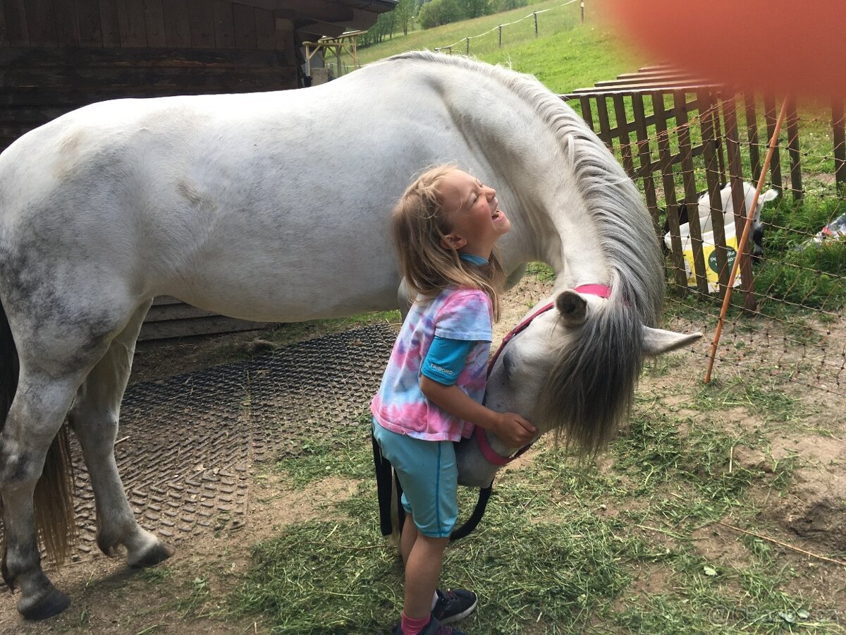 Sháním parťáka na druhého koně - 2