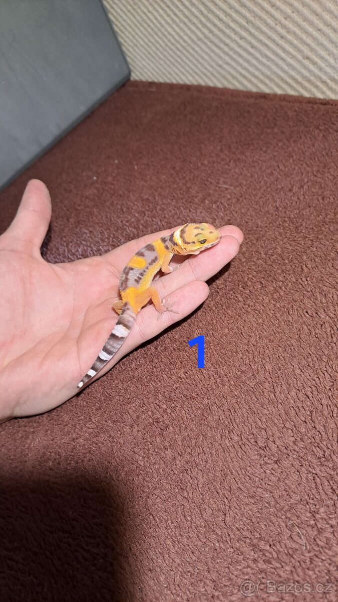 Gekončík noční samičky - 2