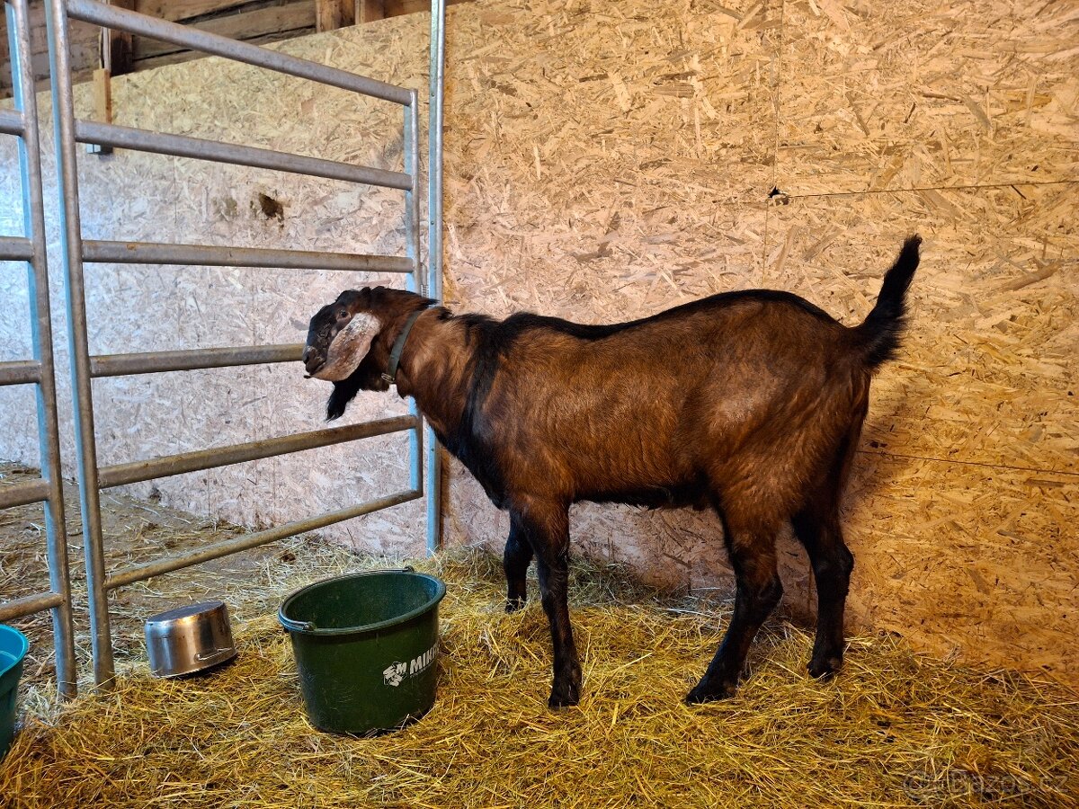 plemený kozel AN 100 - 2