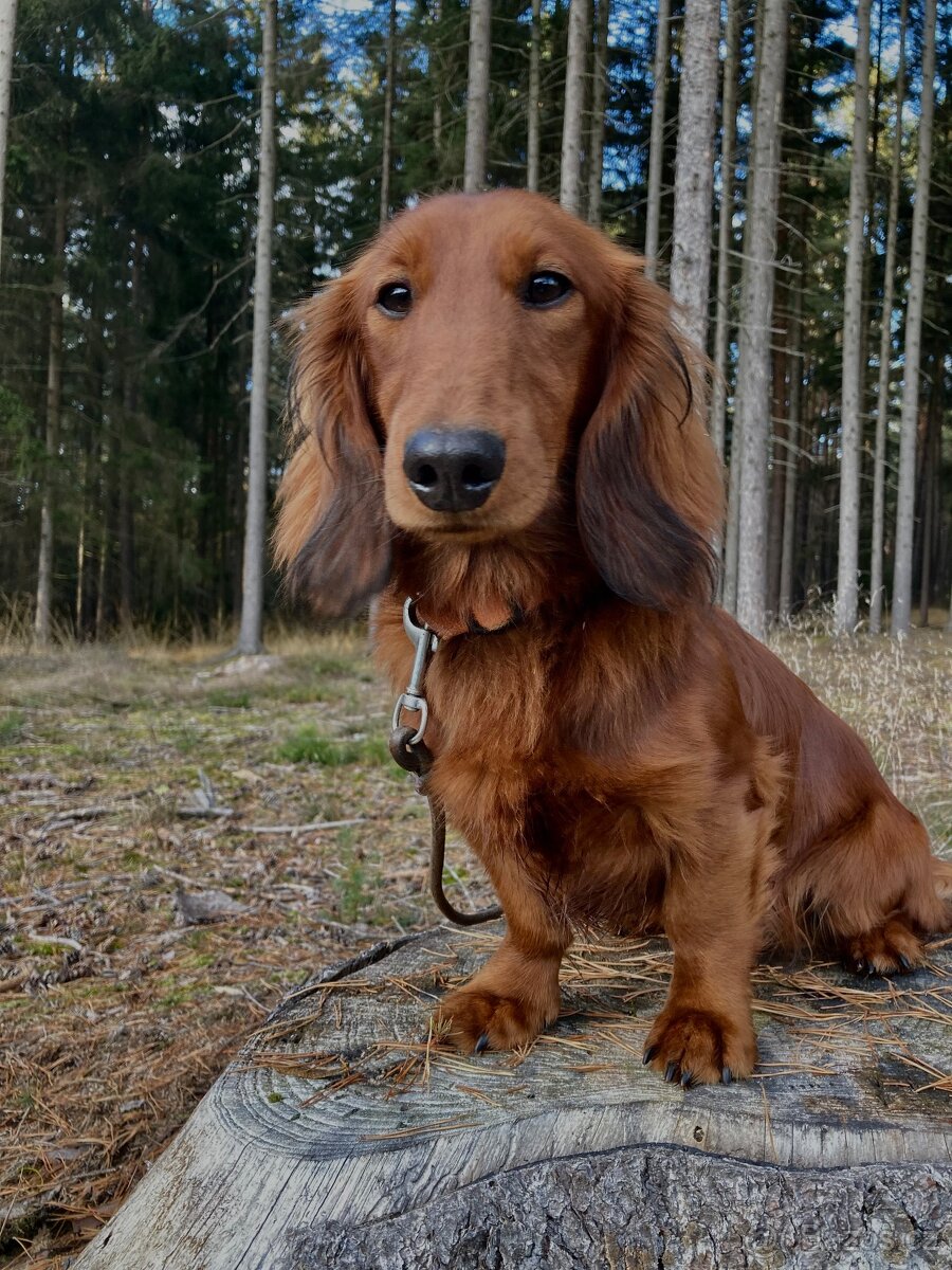 Krytí jezevčík dlouhosrstý - 2