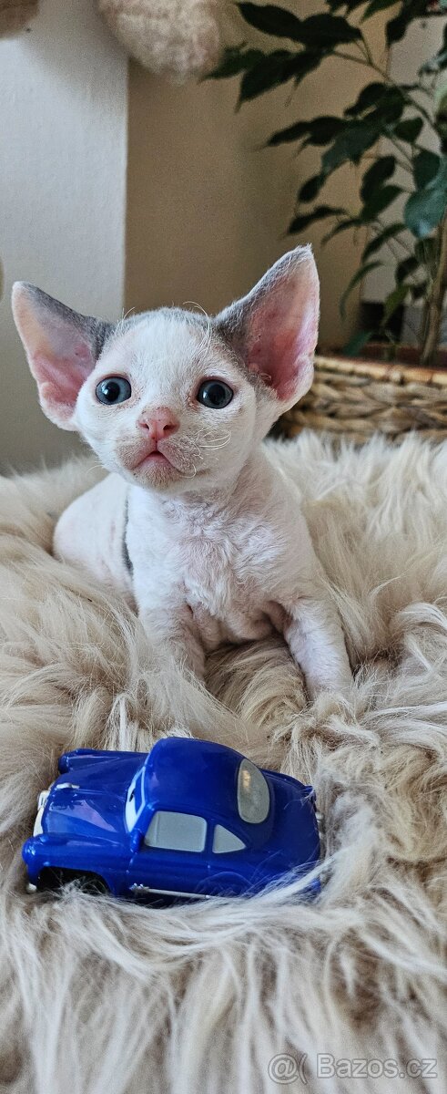 Devon rex kocourci s PP - 2