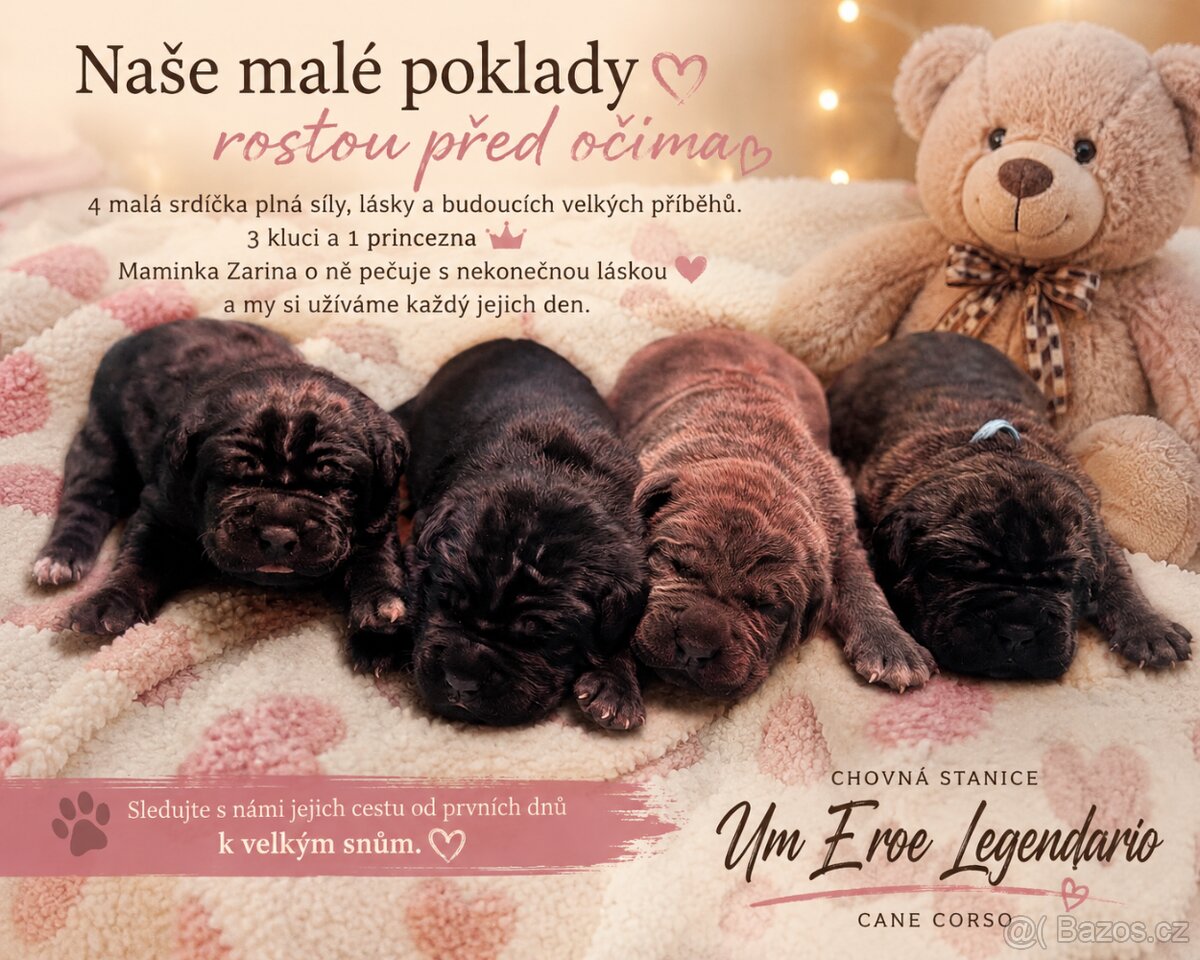 Prodám štěňátka Cane Corso s PP - 2