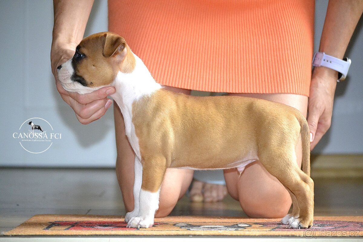 Americký stafordšírský teriér, pes po rodičích z USA - 2