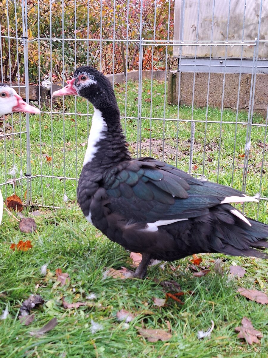 Kachna pižmová - 2