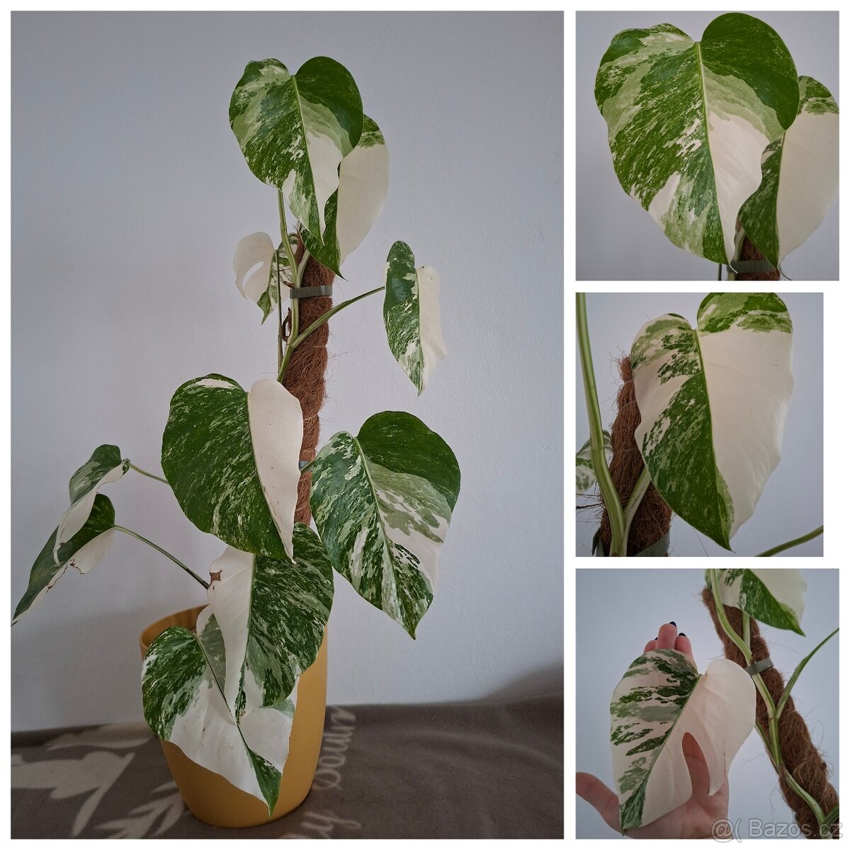 Pokojové rostliny - monstera albo, thai, syngonium albo.. - 2