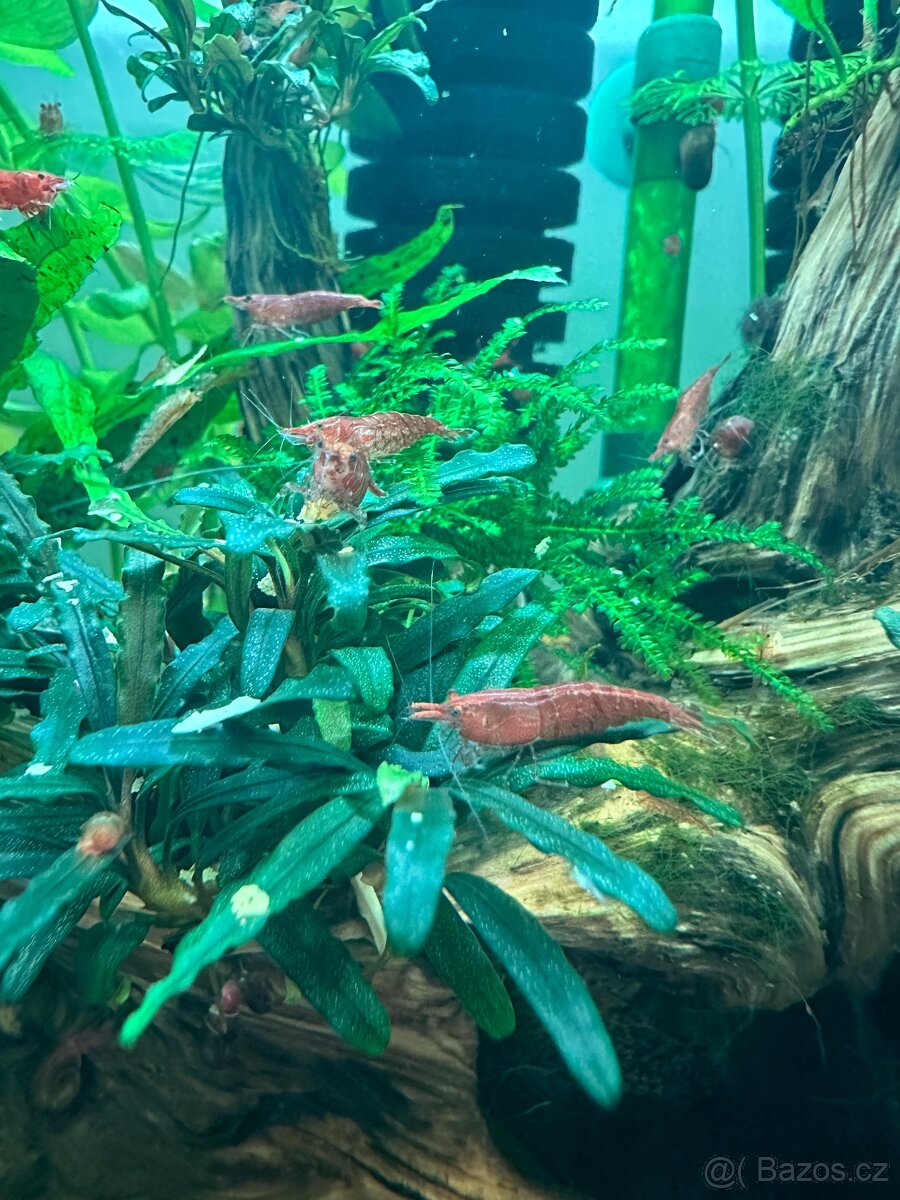 Krevetky red cheery - 2