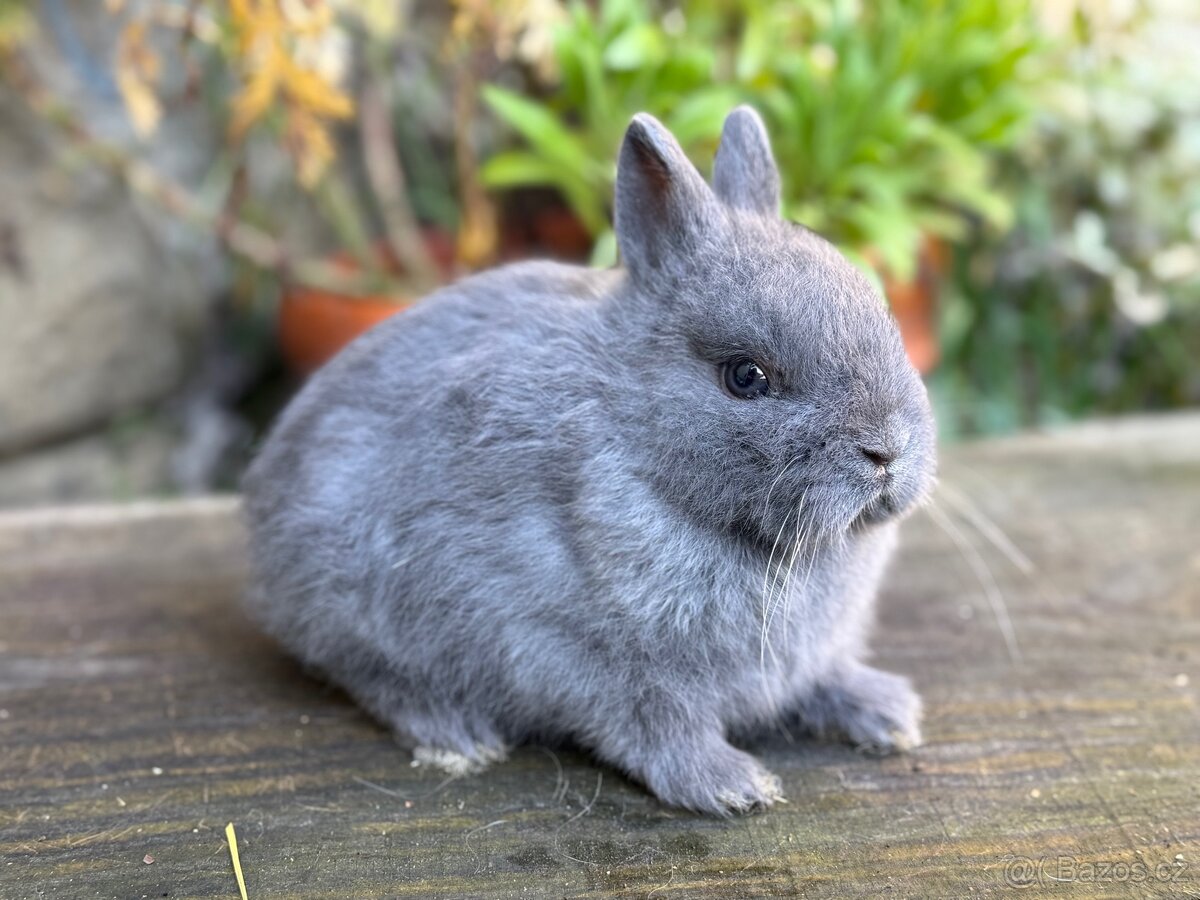 Zakrslý modrý s PP - 2