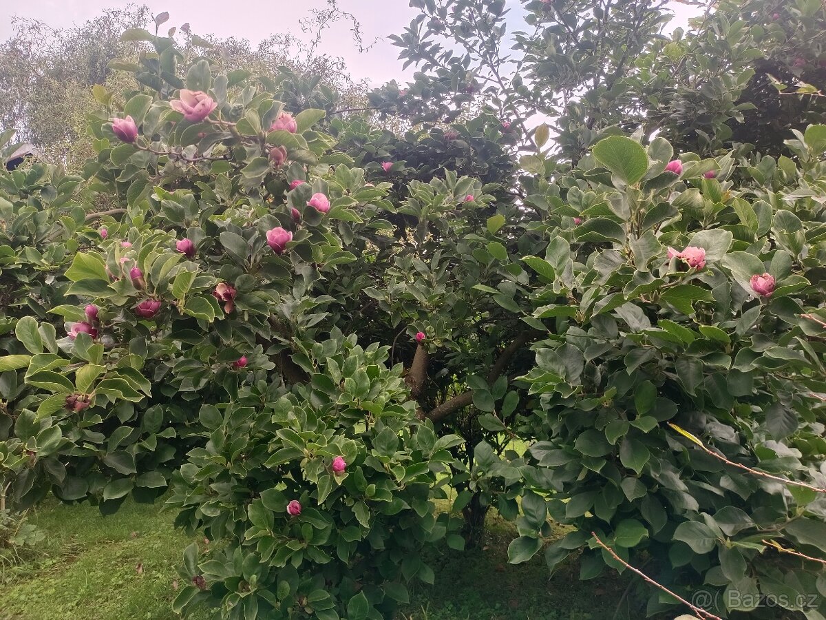 Zahrada s chatkou - 2