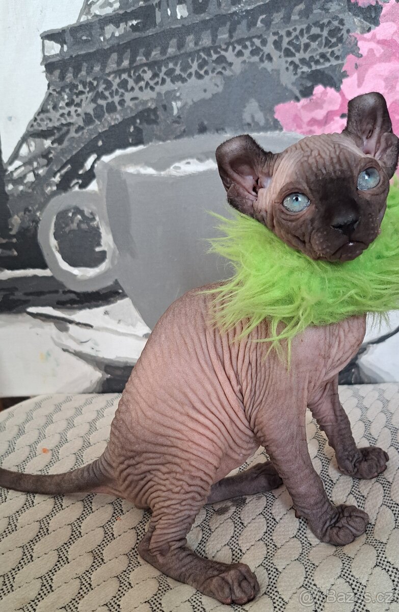 Exkluzivní koťátka Sphynx Elf – možnost rezervace - 2