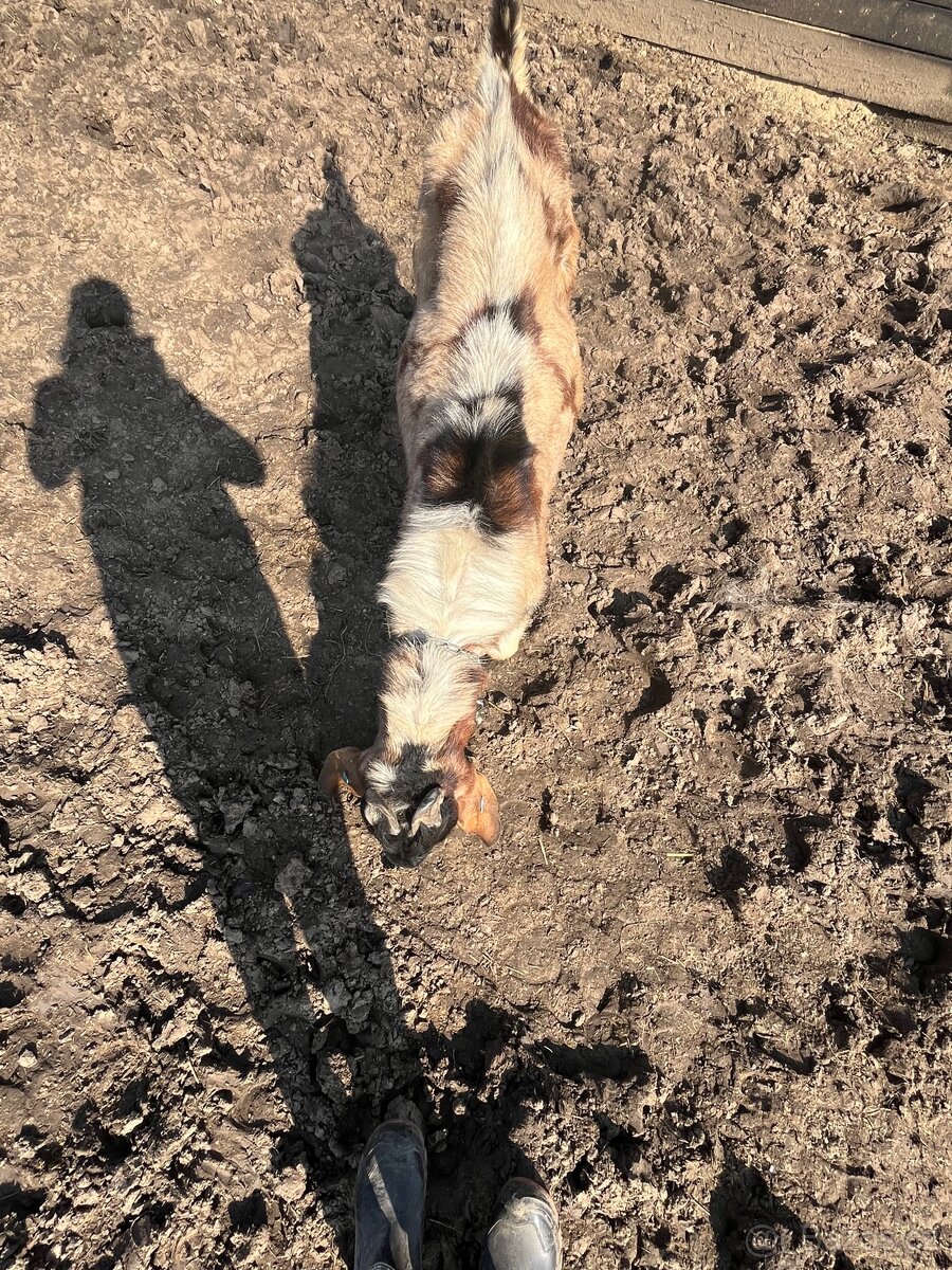 Anglonubijsky kozel - 2