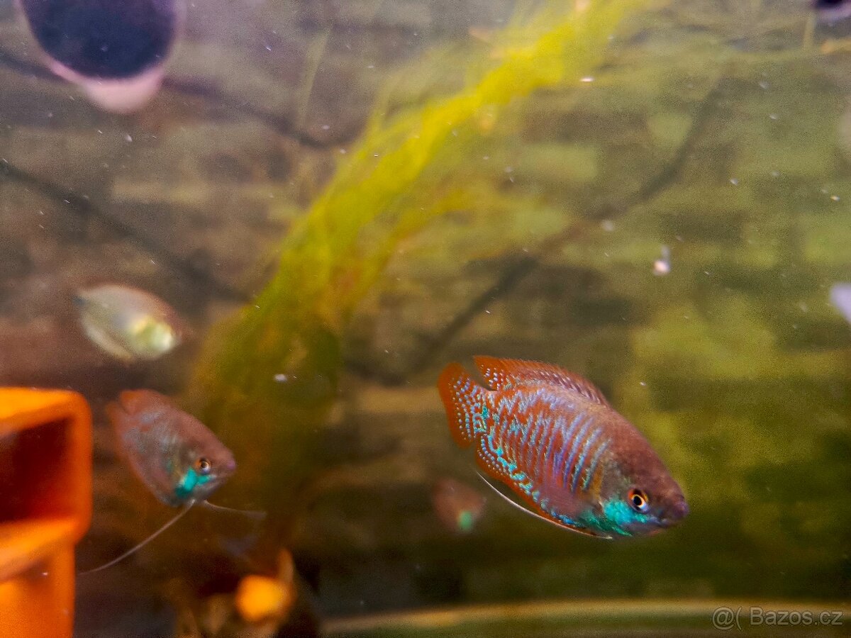 Zakrslí Cichavec colisa lalia - 2