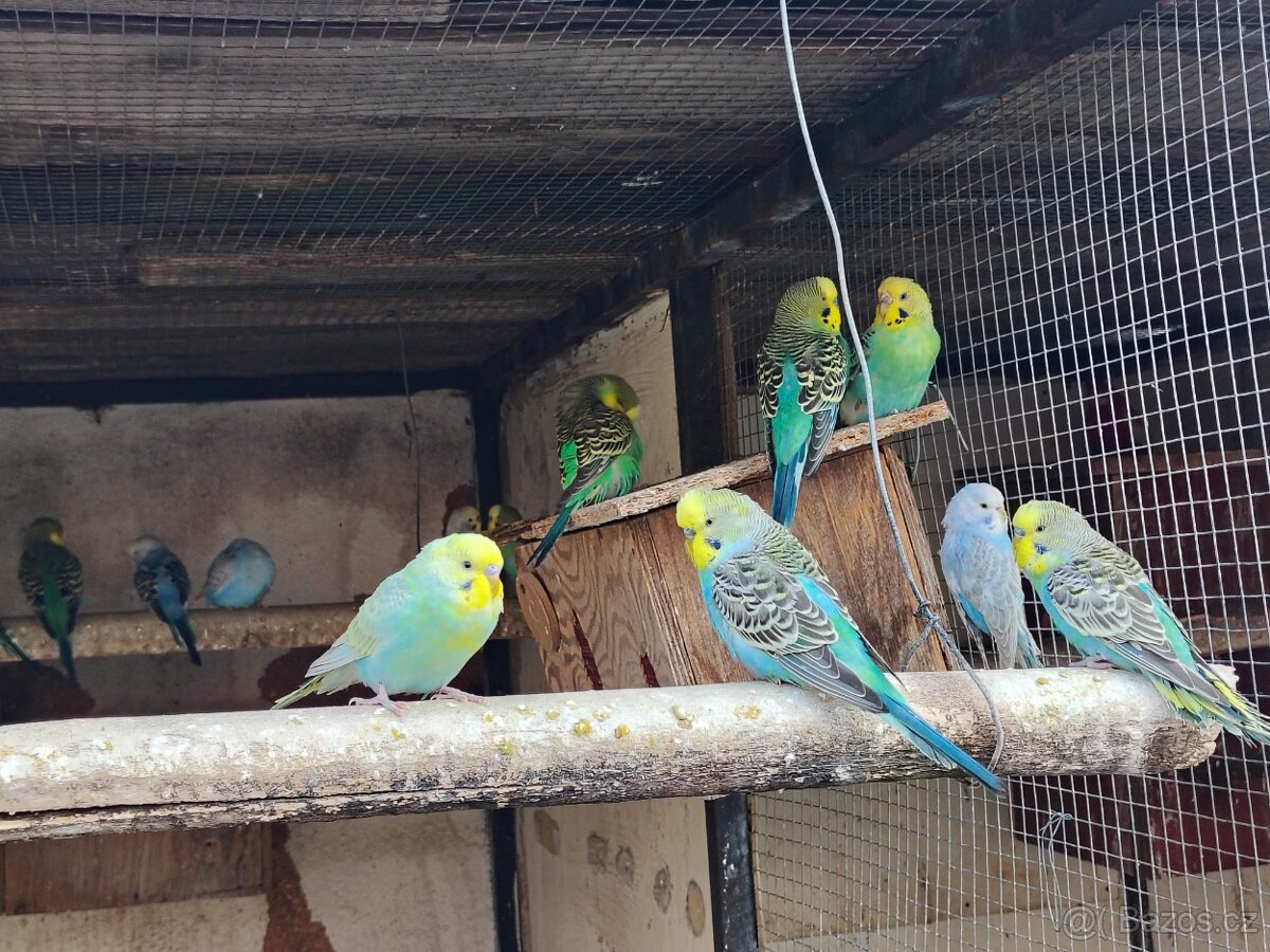 Prodám andulky ,alexandr malý,žako - 2