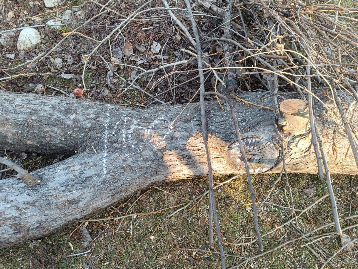 Prodam jablonovy kmen - 2