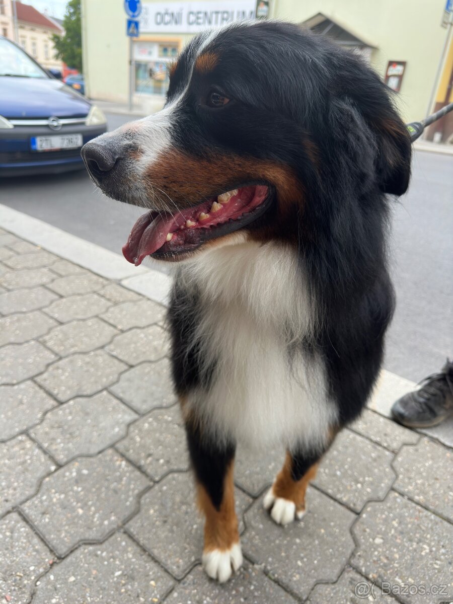 Bernský salašnický pes bez PP - 2