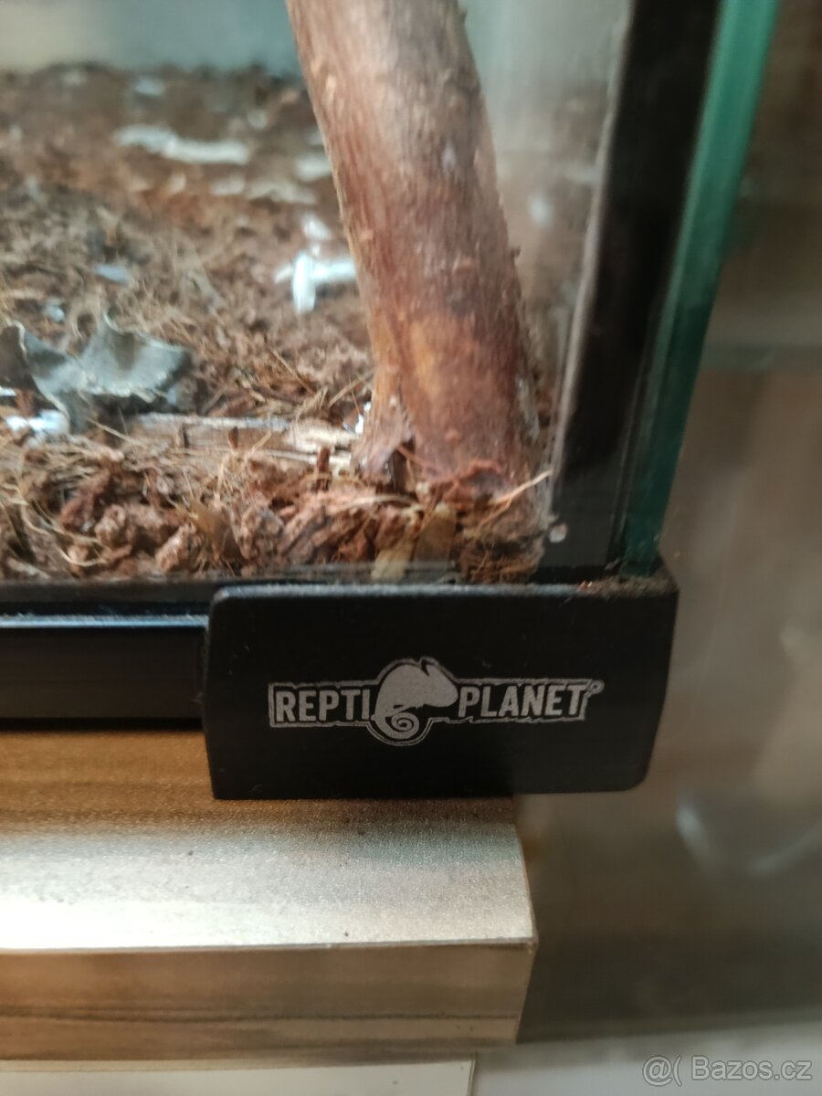 Chameleon jemenský - 2