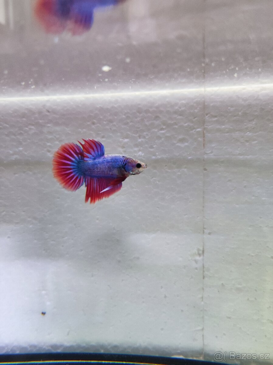 Betta bojovnice - 2