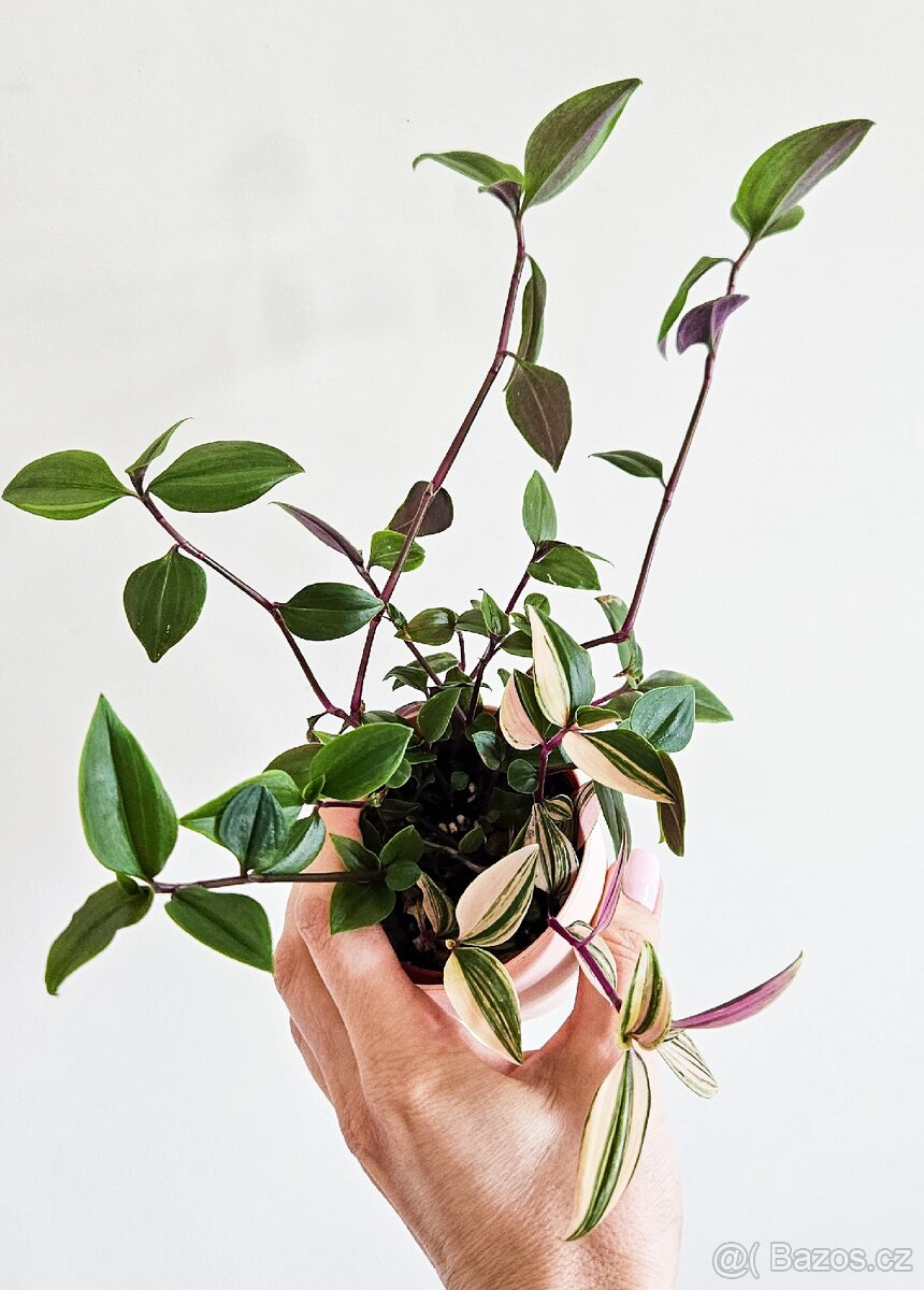Tradescantia Quadricolor - 2