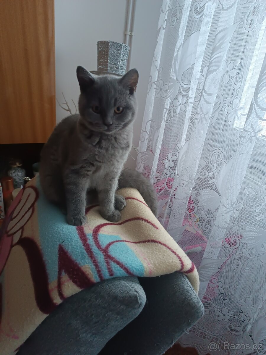 Britský kocourek - 2