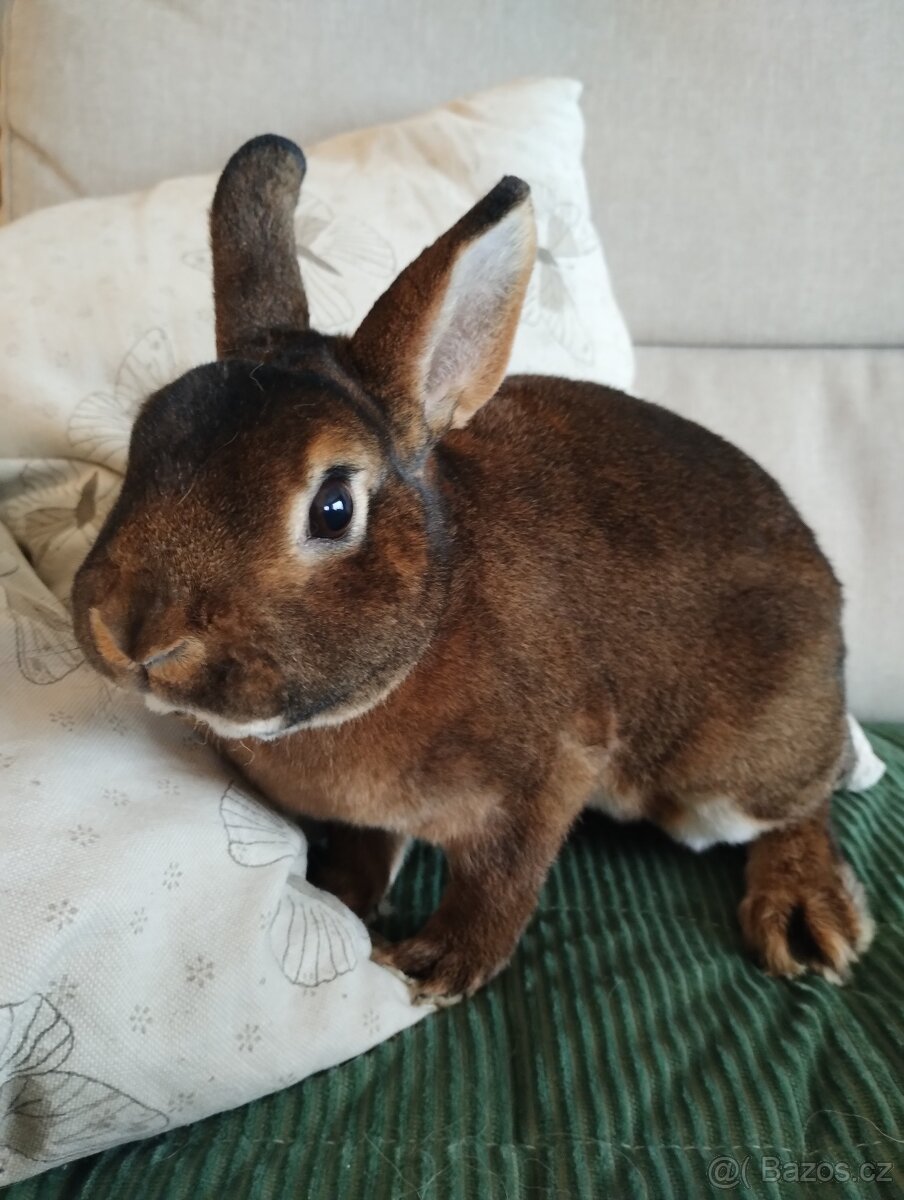 Daruji zakrslého králíčka CASTOREX - 2