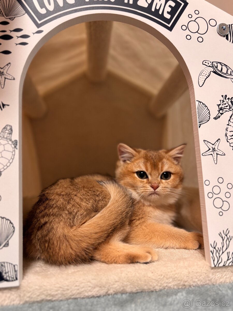 Britská zlatá činčila s PP pro chov - 2