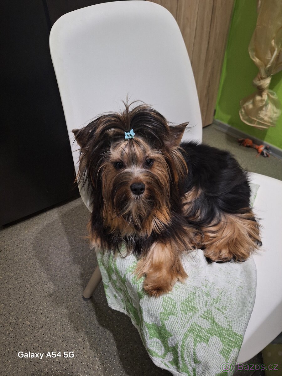 Jorkšírský teriér - 2