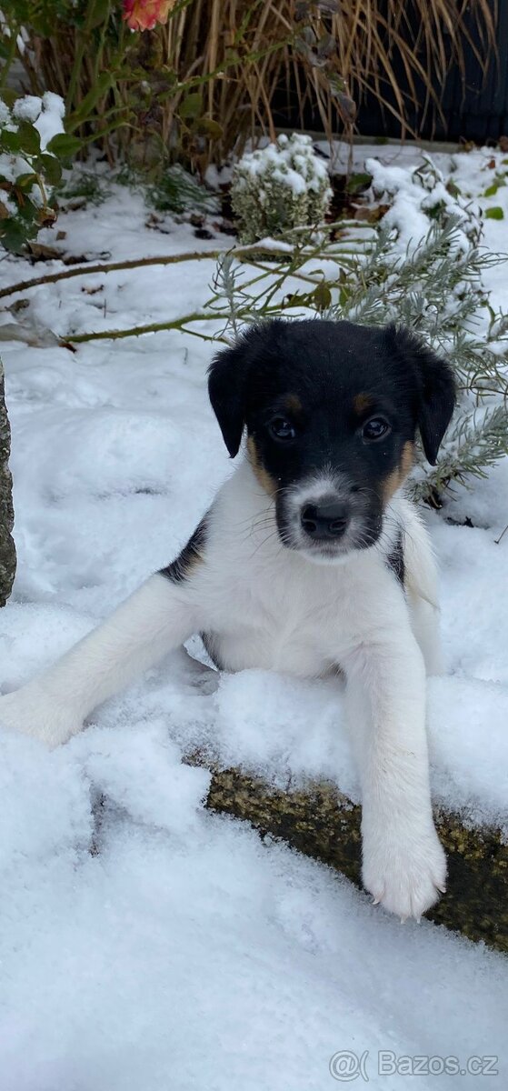 Foxterier hladkosrstý - 2