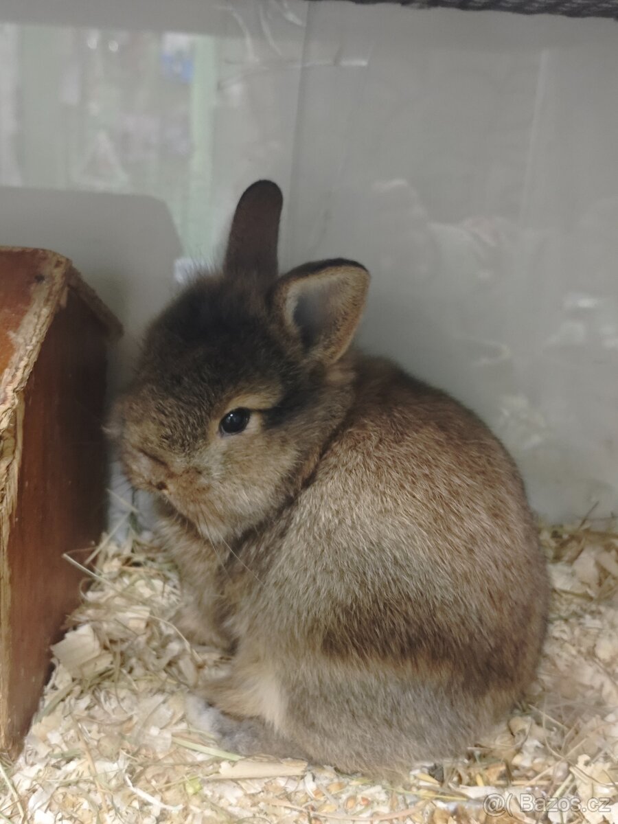 Morčatka, zakrslý králíček - 2