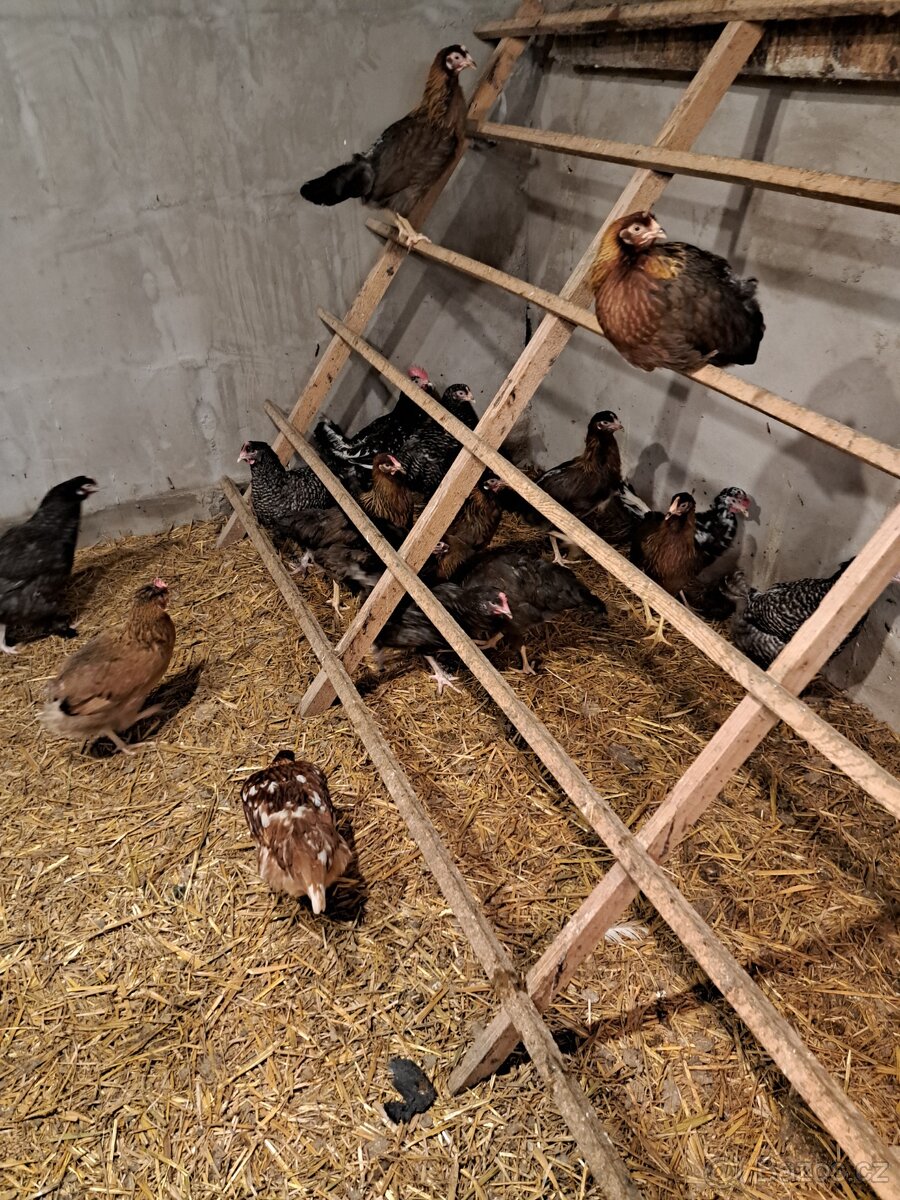 Kuřice před snaškou - 2