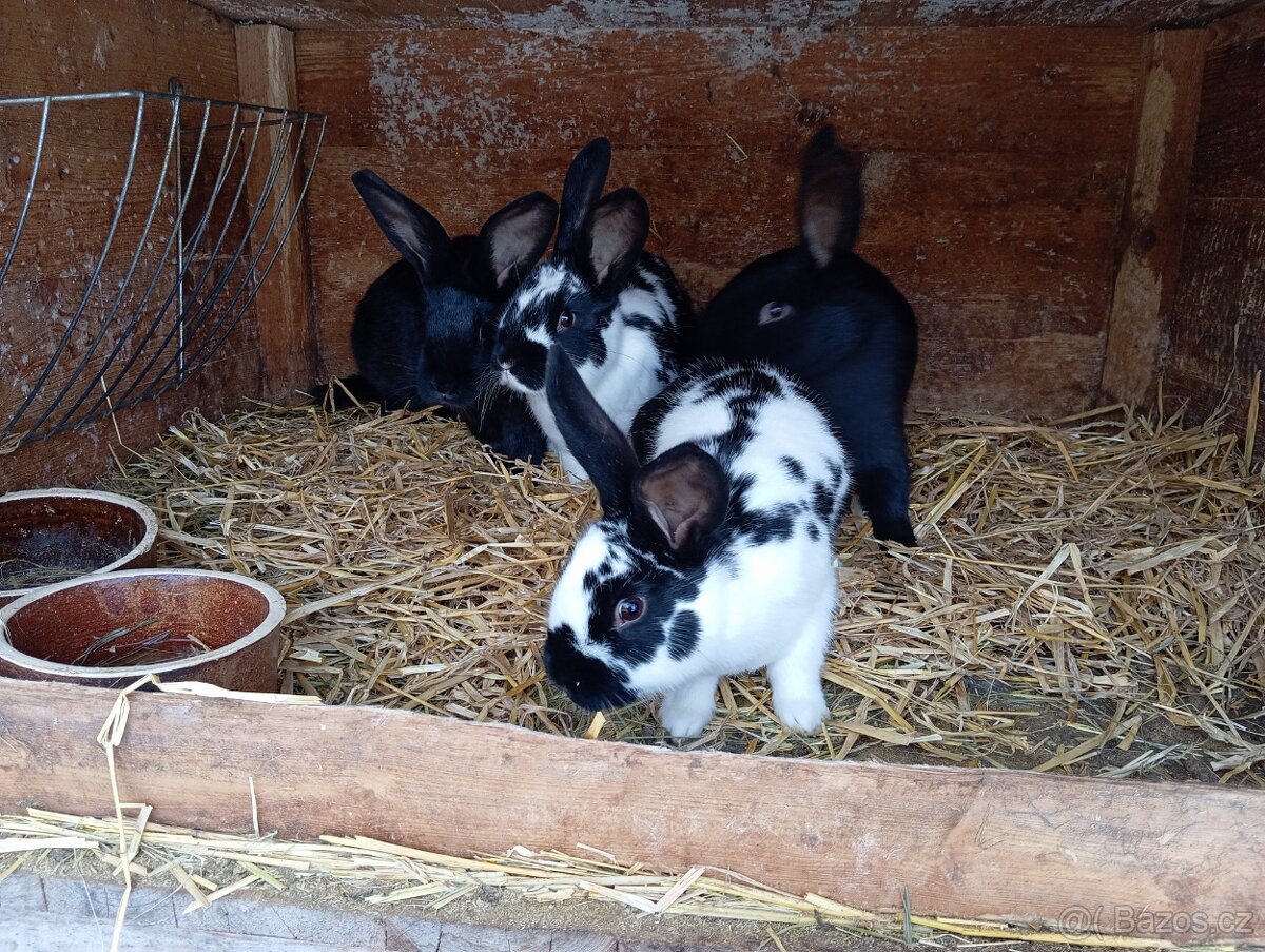 Kříženci do chovu - 2