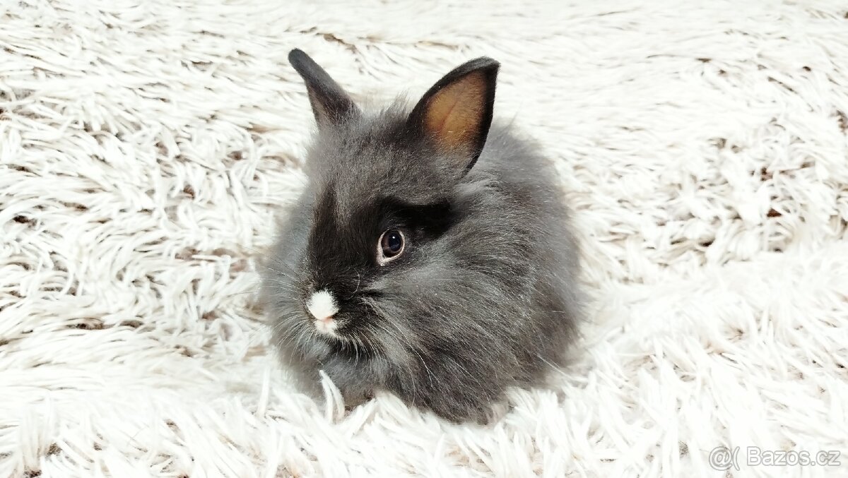 Zakrslý, králík, králíček - HOLLY - 2