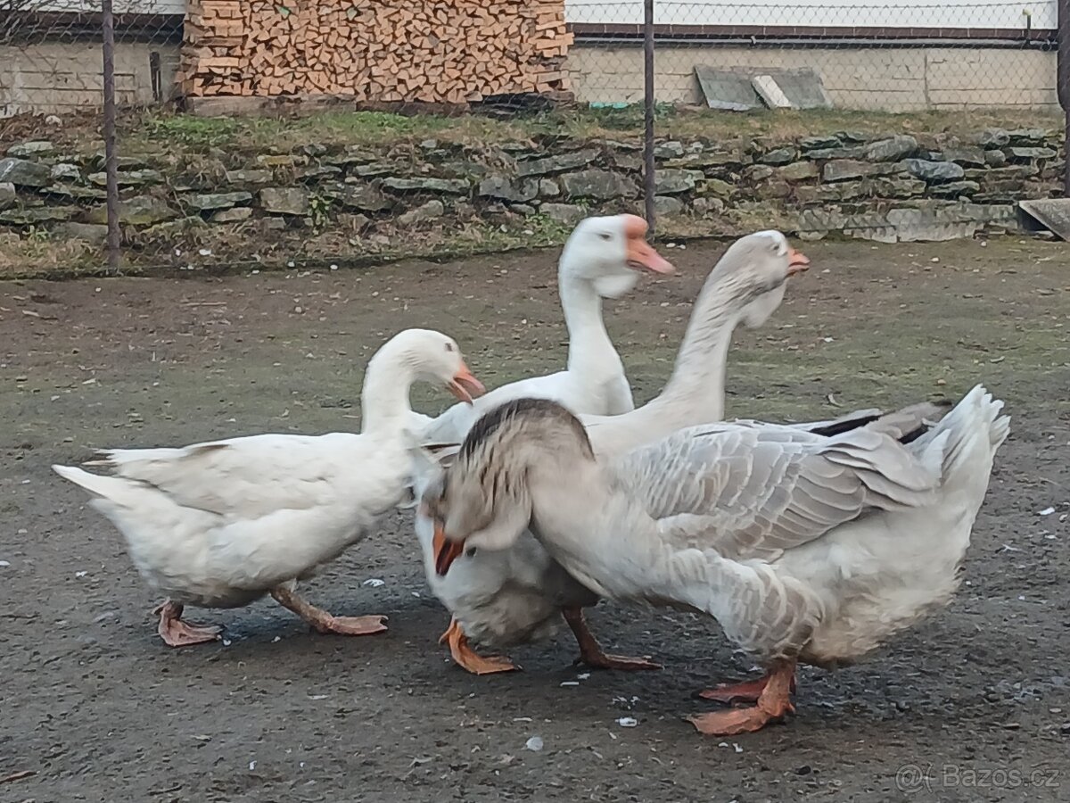 Husa cholmogorská - 2