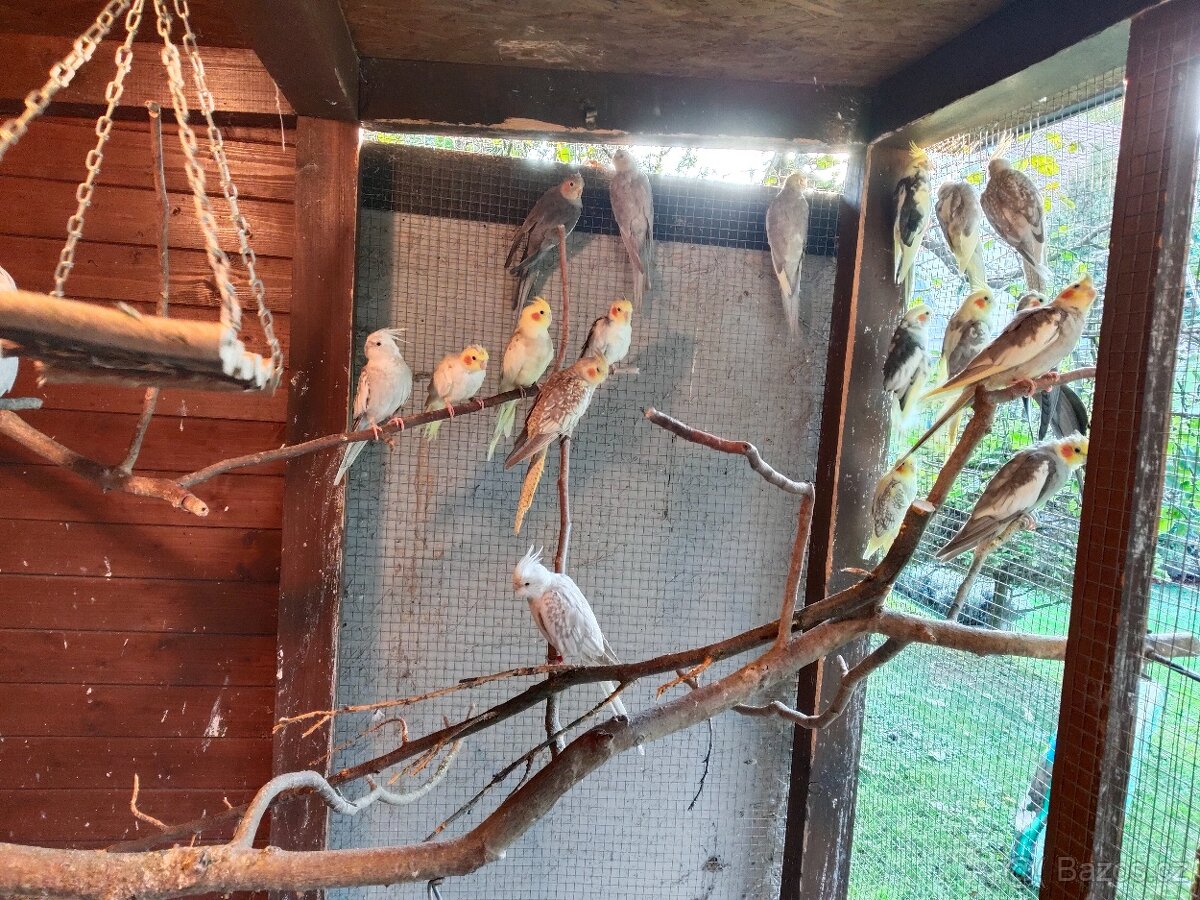 Korela chocholatá - 2