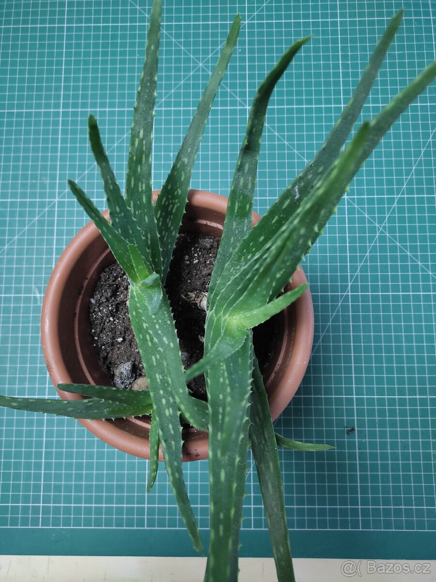 aloe vera - 2
