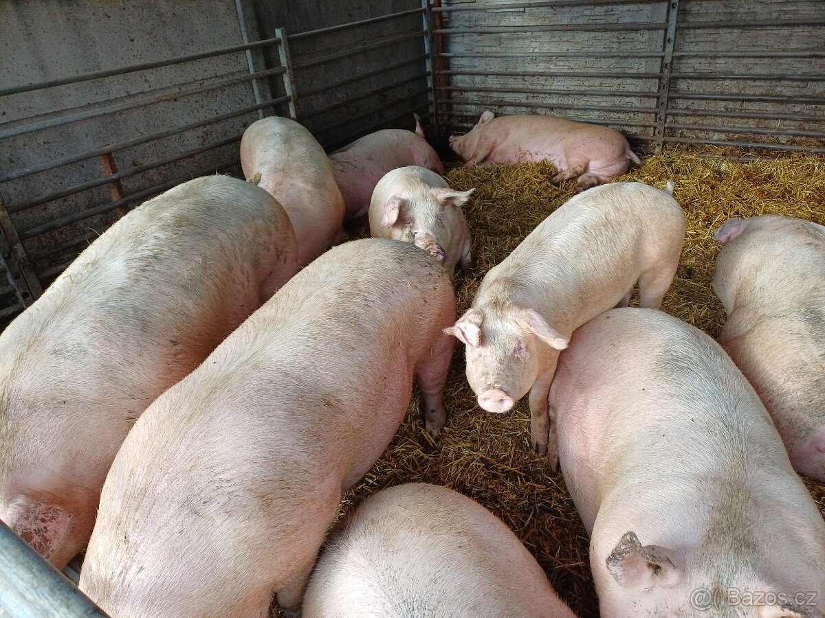 Domácí prase - 2