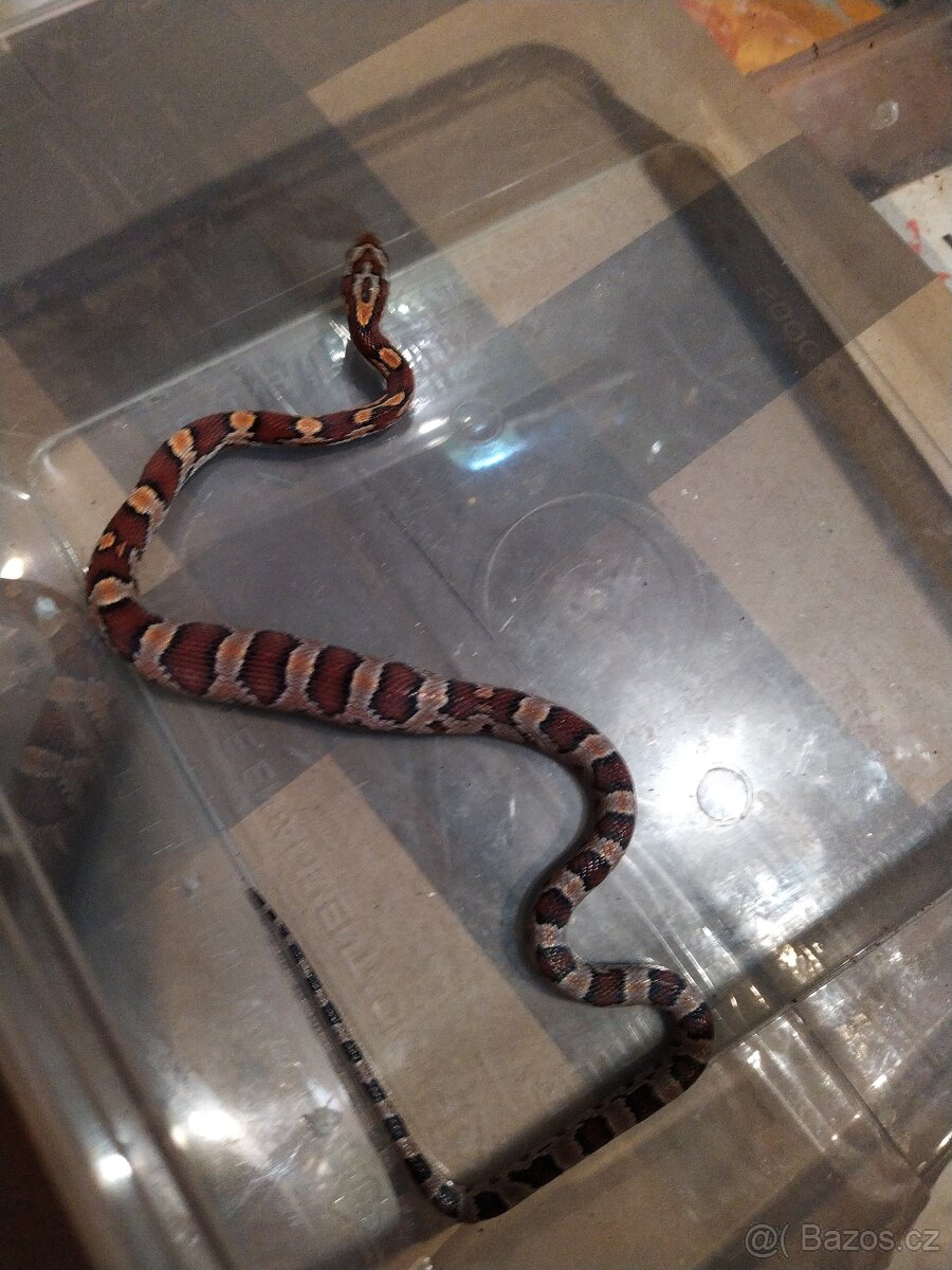 UŽOVKA ČERVENA - 2