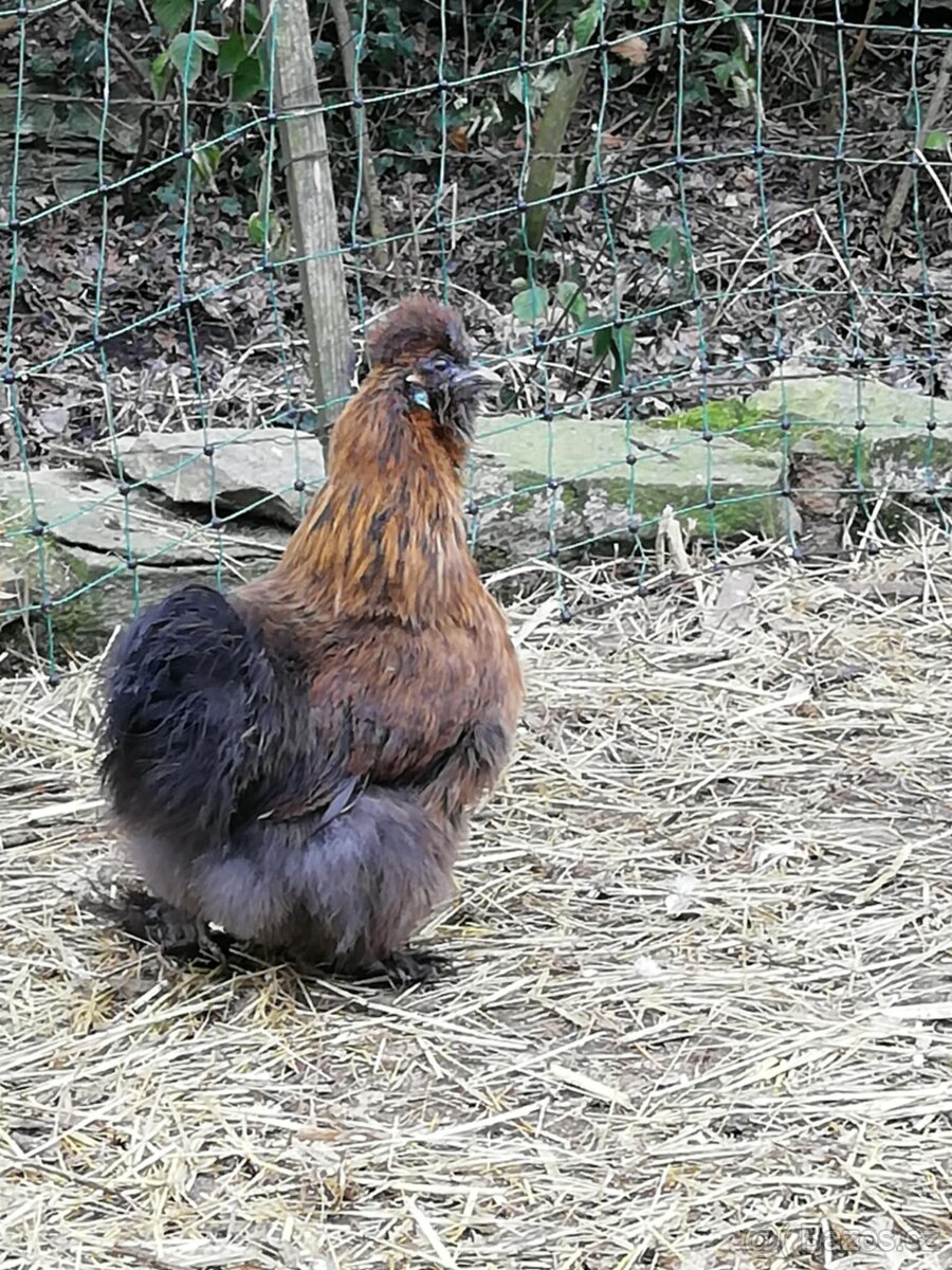 Hedvábnička velká vousatá - 2