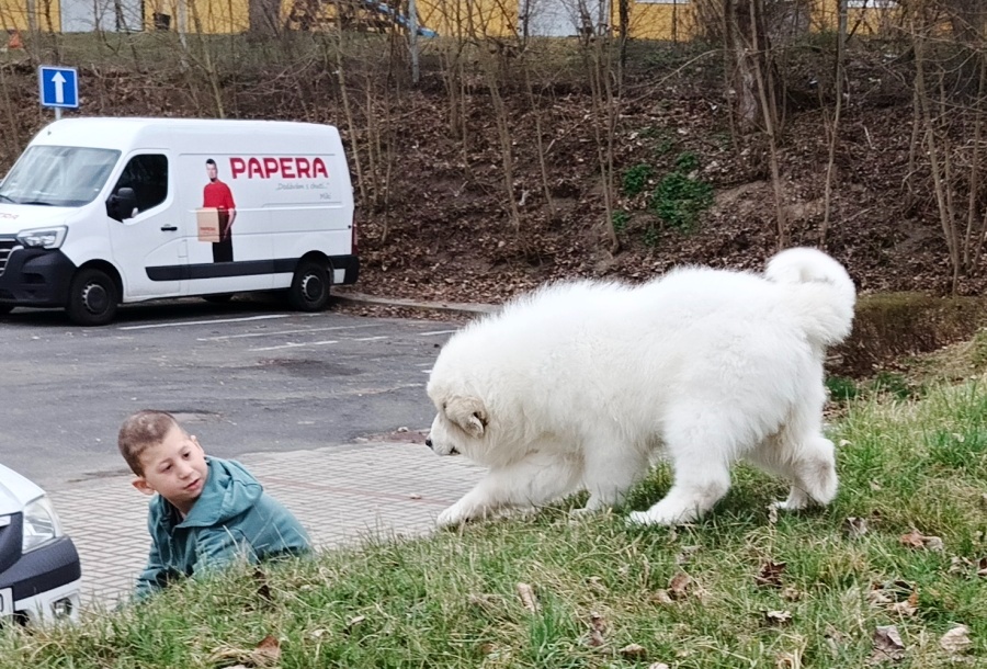 Pyrenejský horský pes chlupáči - 2