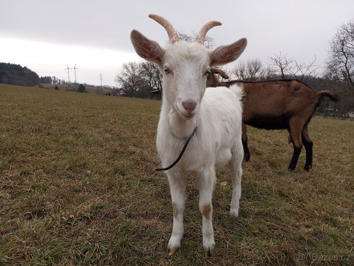 Prodám loňskou kozičku - 2