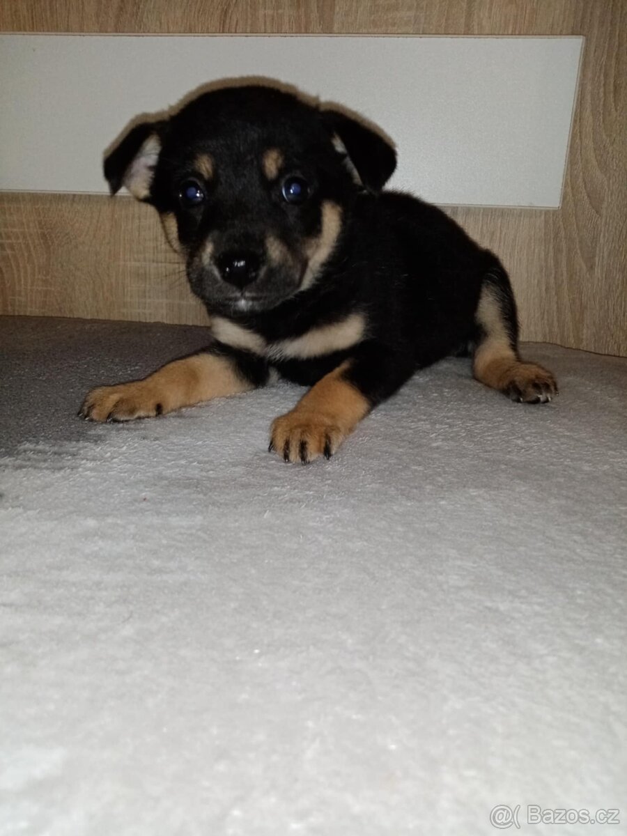 Jezevčík x bigl - 2