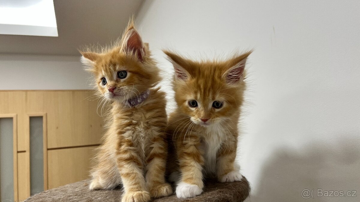 Mainské Mývalí kotě - 2