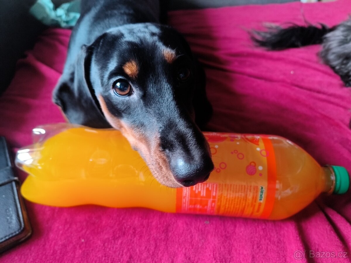 Jezevčík standard 2.5 let - 2