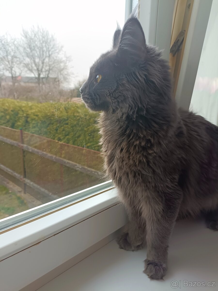 Mainská mývalí kočka - 2