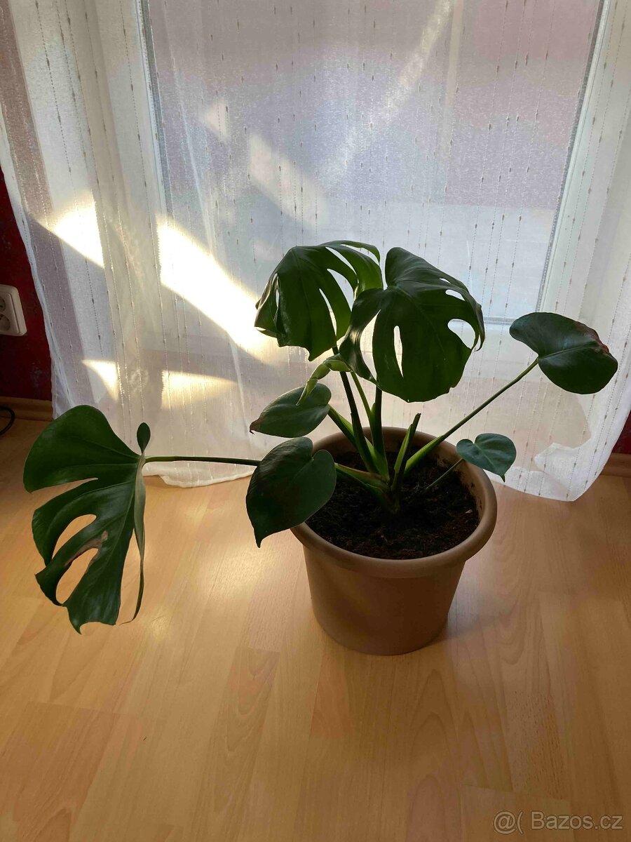 MONSTERA - 2