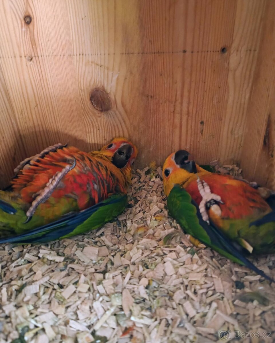 Aratinga jendaj - 2