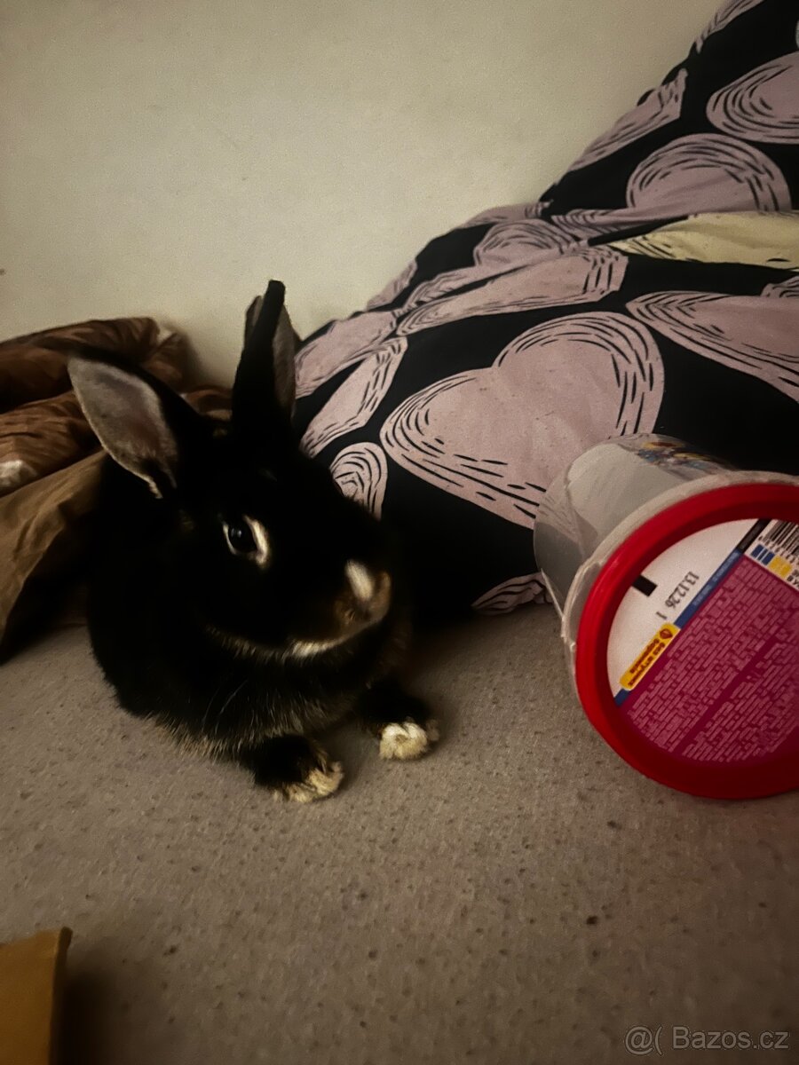Králík Bamby - 2