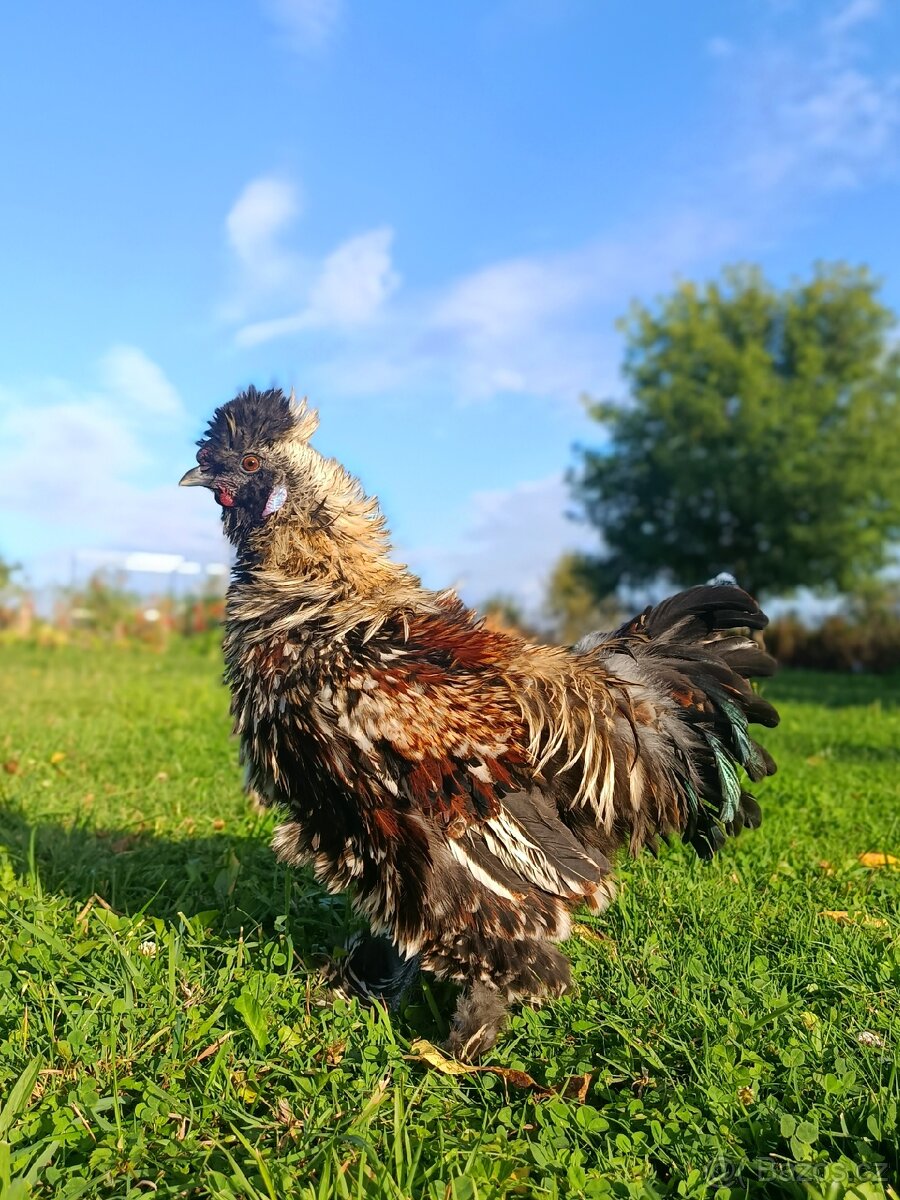 Frizzle satén hedvabnička - 2