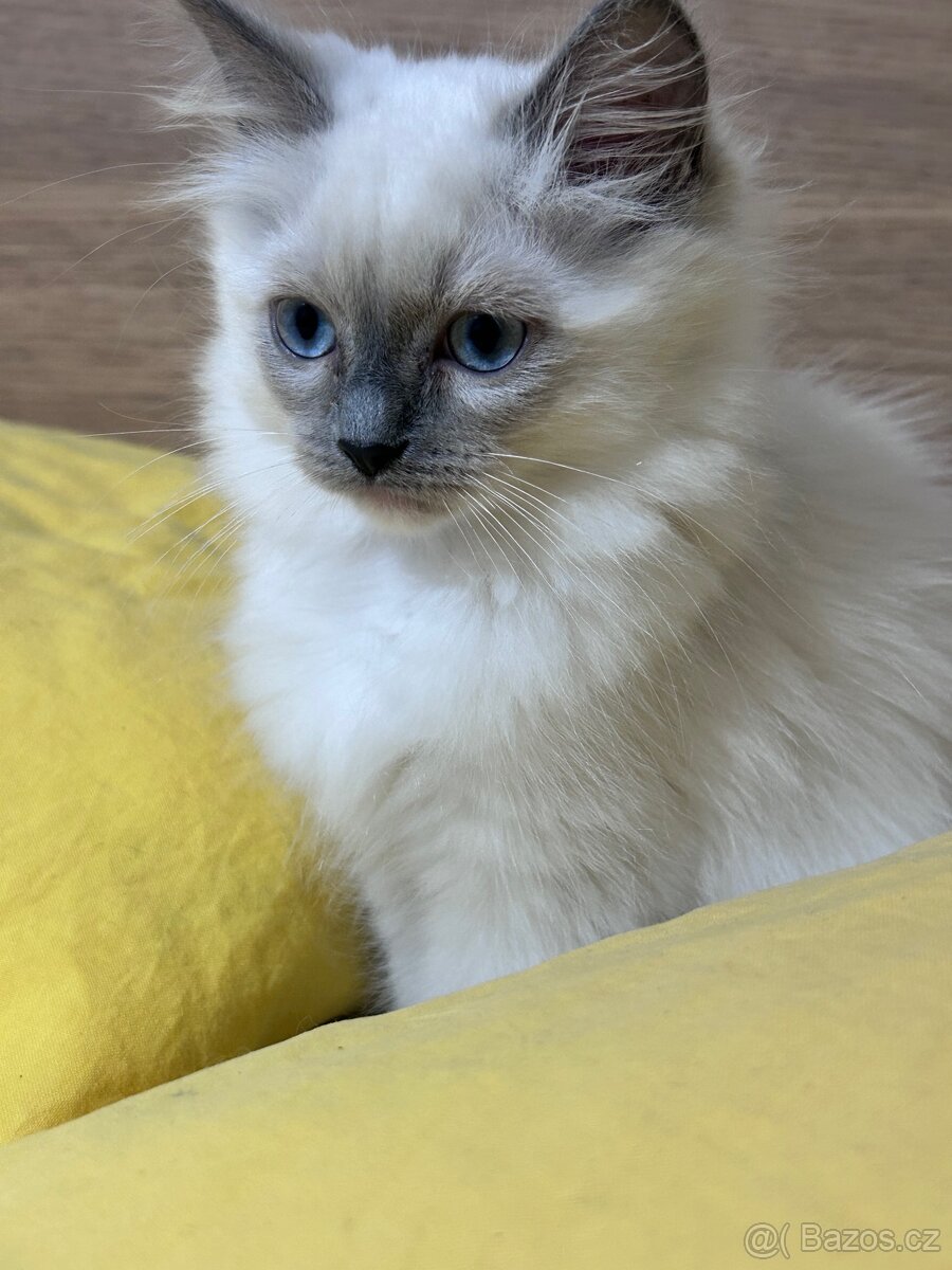 ragdoll bez pp - 2