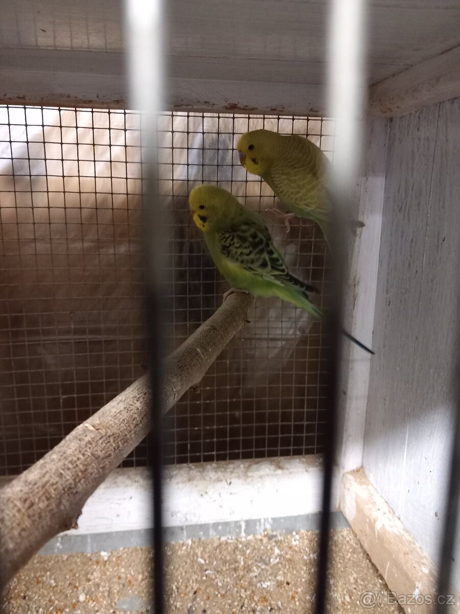 Neoféma Tyrkysová - 2