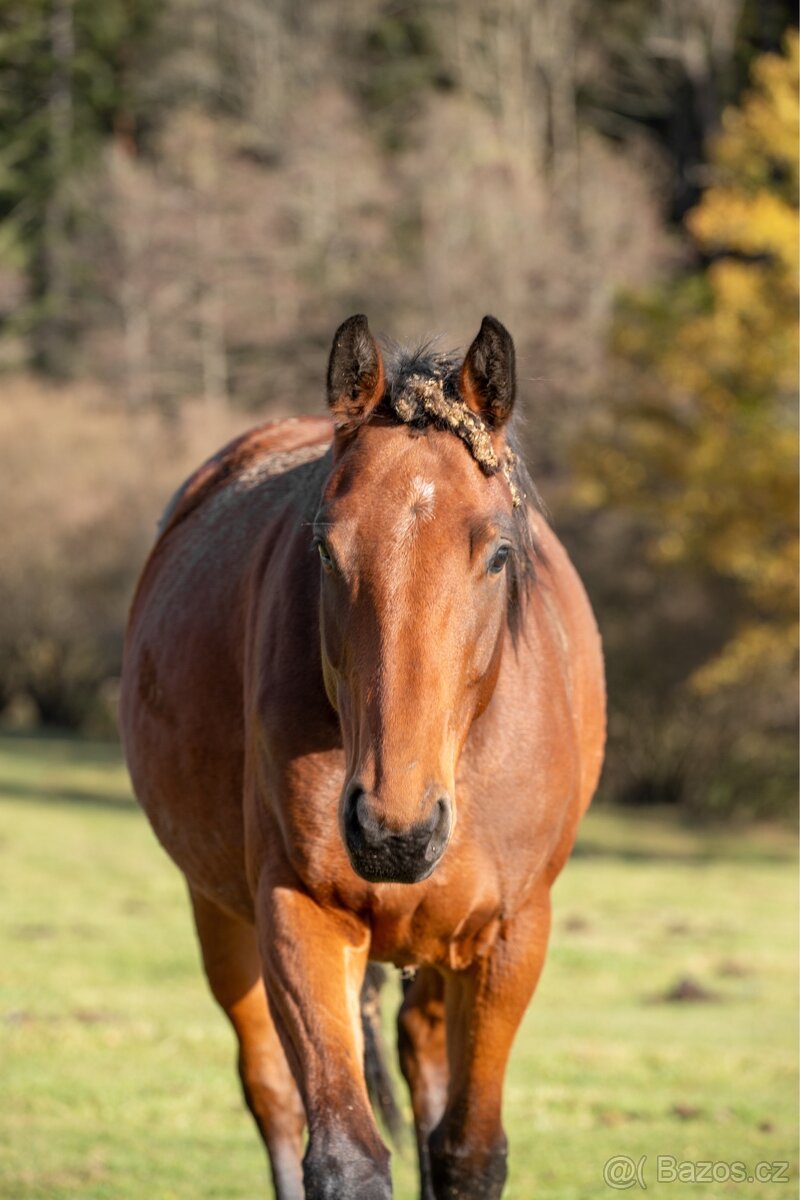 Klisna po Heartbreak ZH - 2